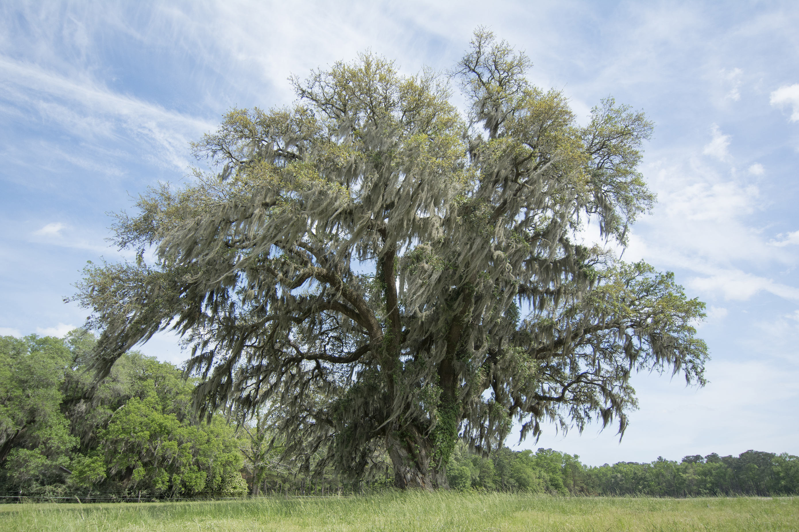 Spanish Moss