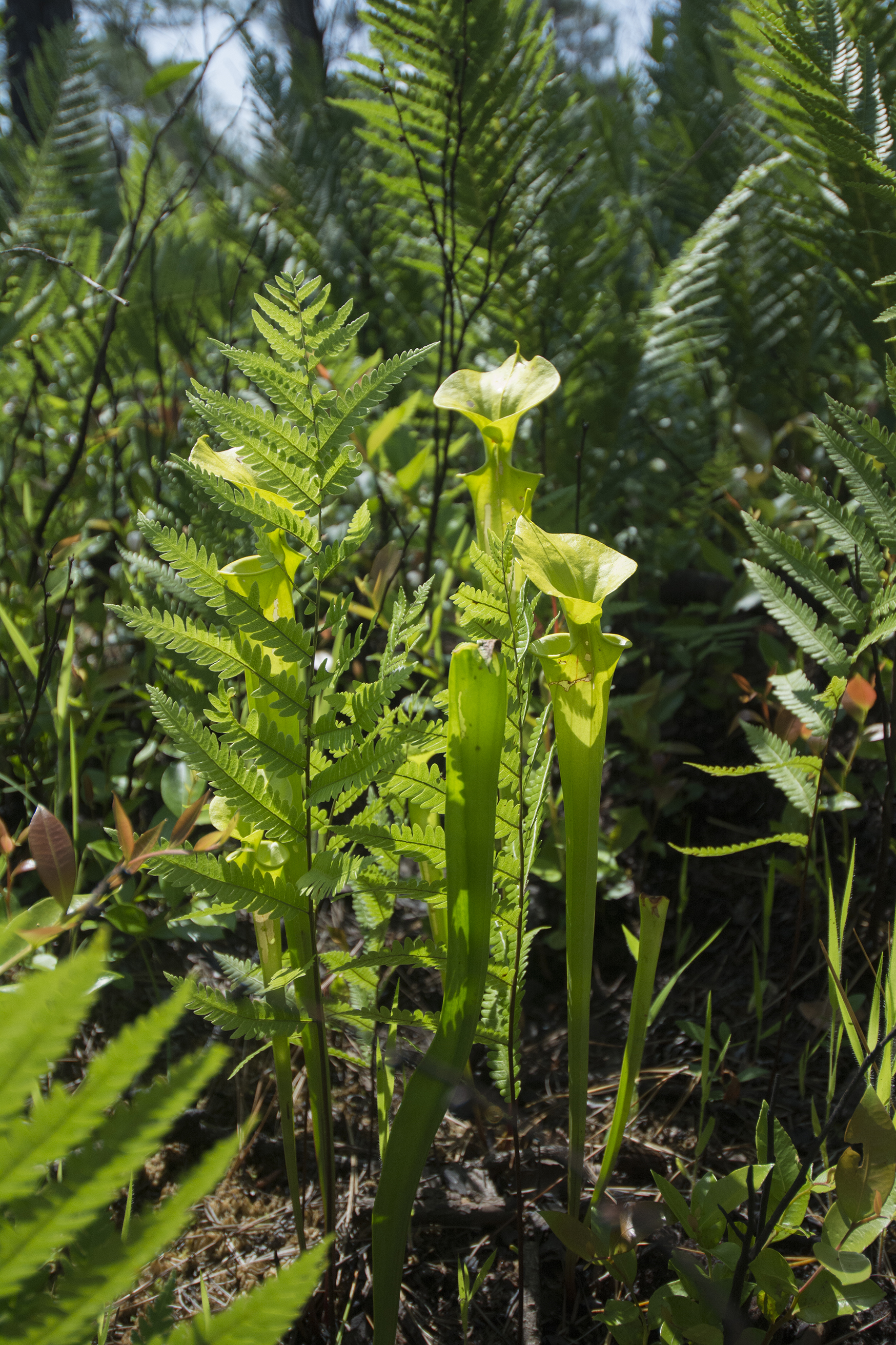 Green Pitcher Plants