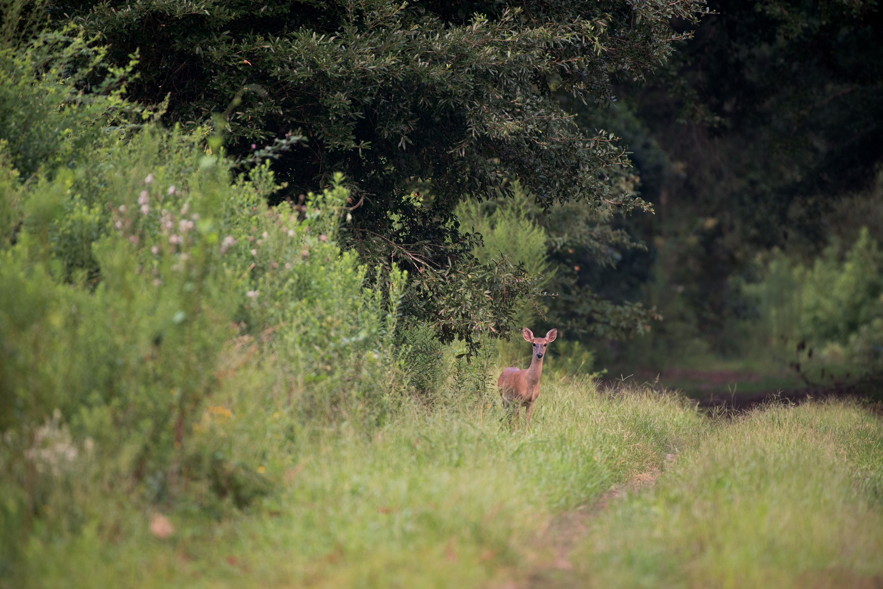 Doe