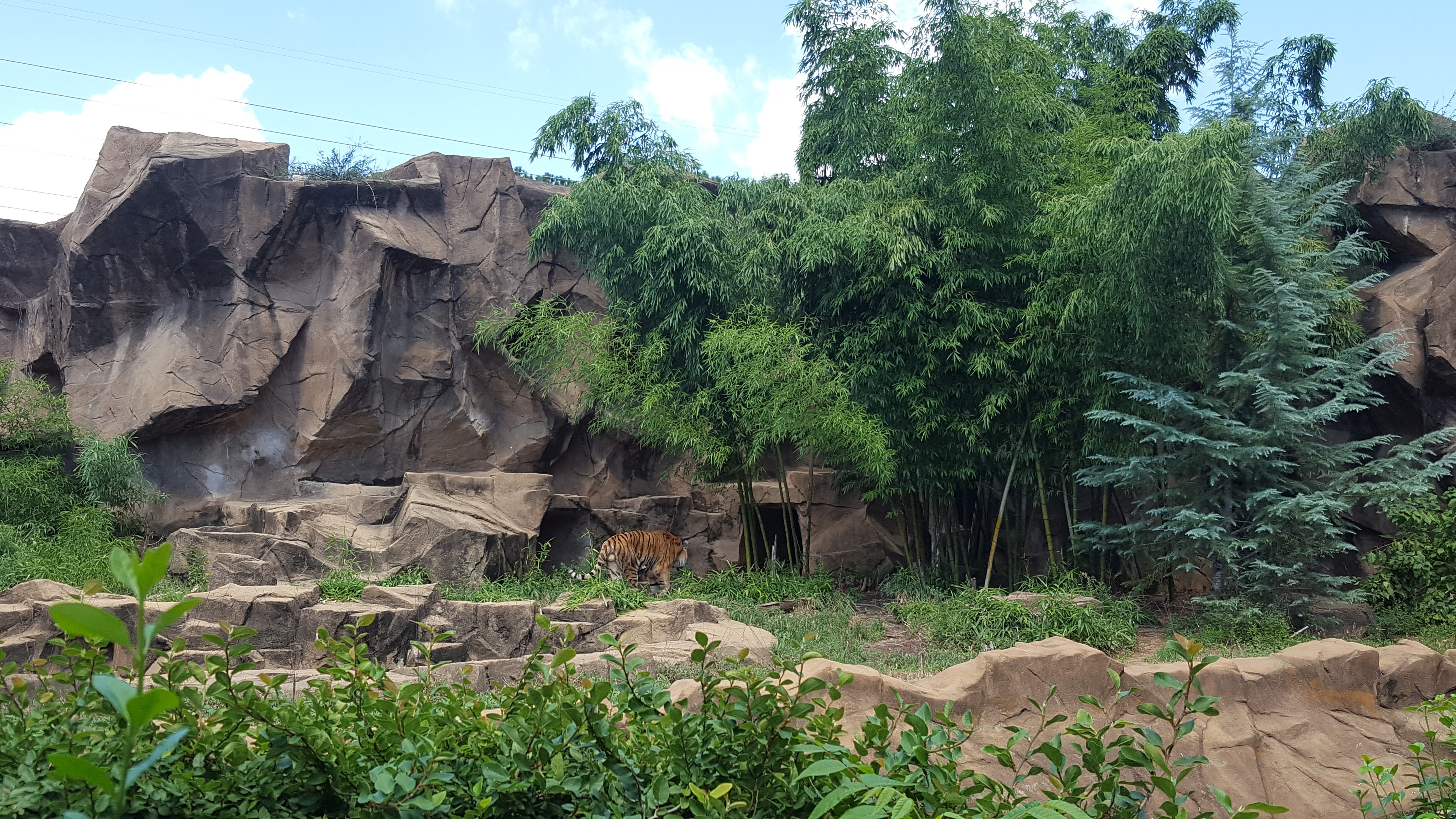 Tiger exhibit